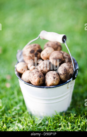 Eimer mit Kartoffeln Stockfoto