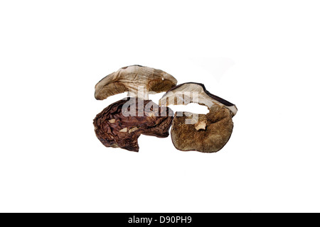 Muschrooms getrocknet Xerocomus badius Stockfoto