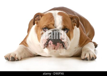 lustiger Hund - englische Bulldogge mit dummen Gesichtsausdruck isoliert auf weißem Hintergrund Stockfoto