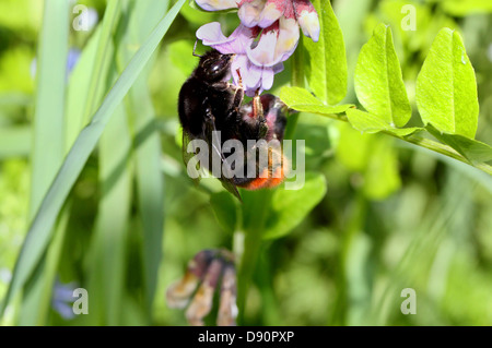 Hummel sitzt auf einer Blume unter den grünen Rasen Stockfoto