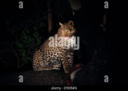 Ein Leopard in einem Baum in der Nacht mit seinen Kill; South Luangwa-Nationalpark, Sambia Stockfoto