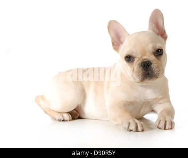 französische Bulldogge Welpen Festlegung Blick auf Viewer isoliert auf weißem Hintergrund - 13 Wochen alt Stockfoto