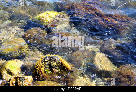 Transparente Meerwasser mit Felsen und Algen Stockfoto