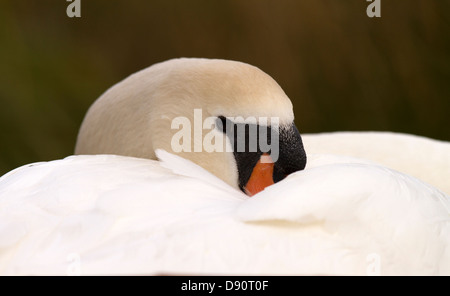 Weibliche Höckerschwan auf dem Nest eingeschlafen Stockfoto