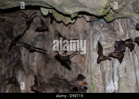 Fledermäuse, die Beflockung aus einer Höhle in der Nacht Stockfoto