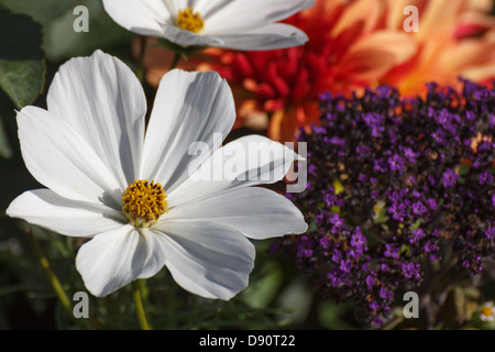 Nahaufnahme einer unschuldig aussehende weiße Blume Stockfoto