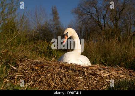 Weibliche Schwan auf nest Stockfoto