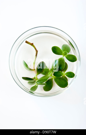 Sämling in Glas Wasser Stockfoto