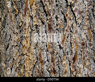 Die Textur der Baumrinde Stockfoto