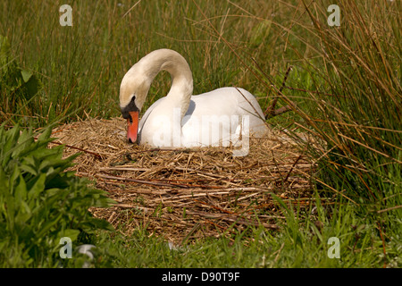 Weibliche Reparaturen Nest während die Eiern ausbrüten Stockfoto