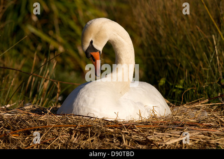 Weiblich, putzen sich auf dem nest Stockfoto