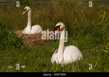 Paar Höckerschwäne und ihr nest Stockfoto