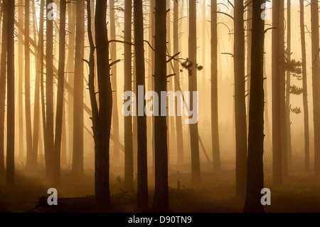 Die aufgehende Sonne beleuchtet Morgennebel durch Lodgepole Kiefern in der Nähe von Madison Junction im Yellowstone National Park. Stockfoto