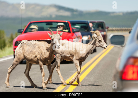 Ein paar Bighorn Schafe Schafe überqueren Sie die Straße durch den Verkehr in der Nähe von Dunraven Pass im Yellowstone National Park. Stockfoto