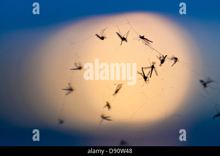 Tote Mücken im Spinnennetz, Nahaufnahme Stockfoto