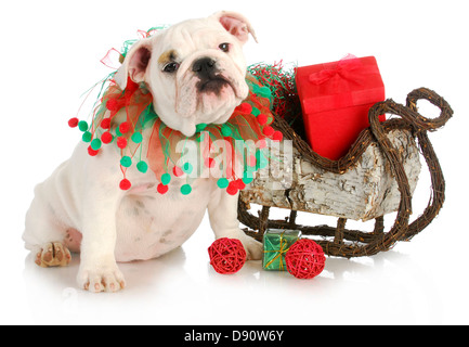 Weihnachten Welpen - englische Bulldogge Welpen sitzen neben Schlitten voller präsentiert isolierten auf weißen Hintergrund Stockfoto