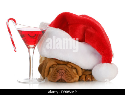 Weihnachten Welpen - Dogge de Bordeaux Welpen Santa Hut verlegen neben Weihnachten cocktail isoliert auf weißem Hintergrund Stockfoto