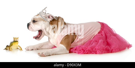 Prinzessin und der Frosch - englische Bulldogge gekleidet wie eine Prinzessin bereit, ihren schönen Prinzen zu küssen isoliert auf weißem Hintergrund Stockfoto