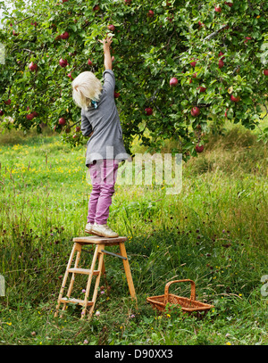Blonde Mädchen pflücken Äpfel Stockfoto