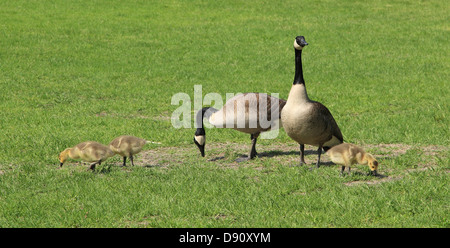 Eine Familie von fünf kanadische Gänse Weiden in einem Feld. Stockfoto