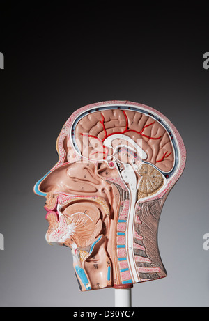 Anatomisches Modell des menschlichen Kopfes Stockfoto