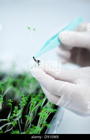 Wissenschaftler heben Sämling mit einer Pinzette Stockfoto