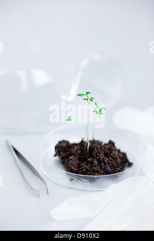 Sämling auf Petrischale im Labor Stockfoto