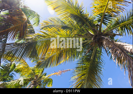 Niedrigen Winkel Blick auf Palmen Stockfoto