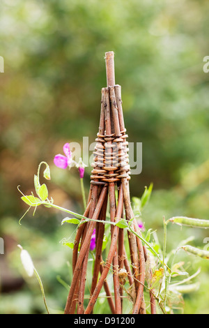 Blumen Spalier, Nahaufnahme Stockfoto