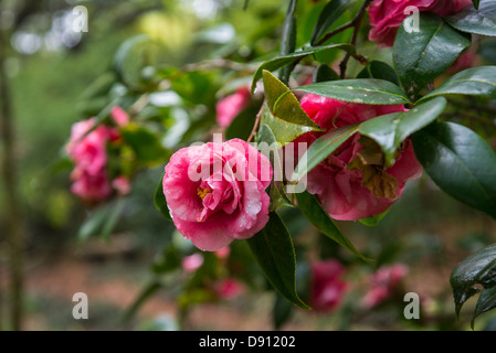 Spring Garden Festival ist die jährliche Veranstaltung am Kanapaha Botanical Gardens befindet sich in Gainesville Florida, Stockfoto