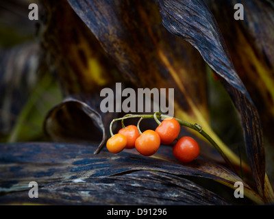 Nahaufnahme von Maiglöckchen Beeren Stockfoto