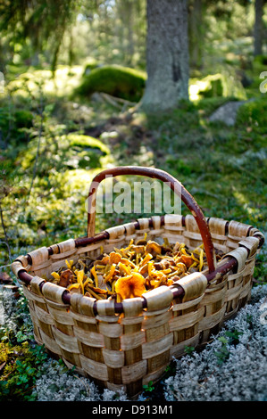 Korb mit Pfifferlingen im Wald Stockfoto