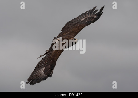 Russischer Steppenadler, Aquila nipalensis, in Flight, Bird Conservation Farm, Großbritannien Stockfoto