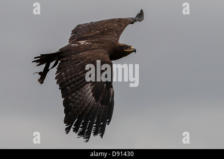 Russischer Steppenadler, Aquila nipalensis, in Flight, Bird Conservation Farm, Großbritannien Stockfoto