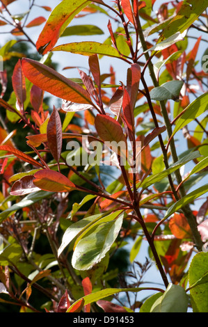 Junge rote Blätter Photonia "Red Versuchsprogramms im Frühjahr, eine Zierpflanze Garten Laub Stockfoto