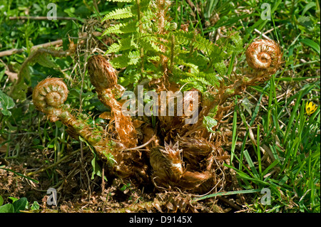 Wedel auf eine Pflanze Wurmfarn Dryopteris Filix-Mas, unfurling im Frühjahr Stockfoto