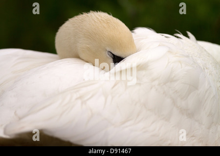 Höckerschwan auf dem Nest eingeschlafen Stockfoto