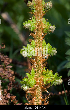 Bipinnate Leaf an einer Pflanze Wurmfarn, Dryopteris Filix-Mas, unfurling im Frühjahr Stockfoto