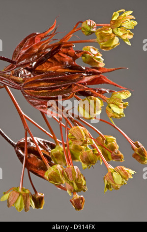 Blüten und sehr jungen Blättern eine dekorative rote rotblättrige Ahorn, Acer Plantanoides, Crimson King im Frühjahr Stockfoto