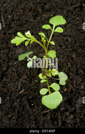 Junge Pflanze Behaarte Schaumkraut, Cardamine Hirsuta, eine jährliche Garten Unkraut Stockfoto