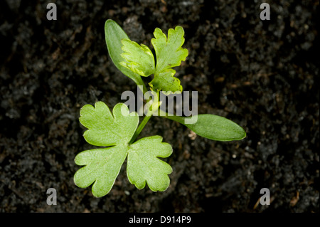 Sämling Narr Aethusa Cynapium, Keimblätter, Petersilie und erste echte Blätter des jährlichen Acker- und Garten Unkraut Stockfoto