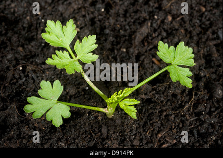 Junge Pflanze des Dummkopfs Petersilie, Aethusa Cynapium, eine jährliche Acker- und Garten Unkraut Stockfoto