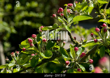 Junge Blätter und rosa Blüten auf einem Golden Delicious Apfelbaum im Frühling Stockfoto