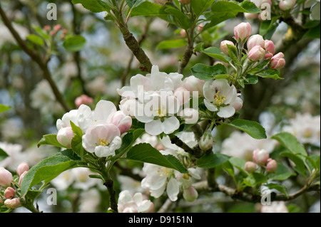 Blüte auf eine Entdeckung Apfelbaum in einem Frühlingsgarten Stockfoto