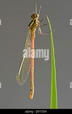 Eine neu entstandene große rote Damselfly, Pyrrhosoma Nymphula, auf einem Iris-Blatt Stockfoto