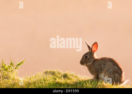 Backlit europäischen Kaninchen (Oryctolagus Cuniculus) Weiden in der goldenen Abend Sonne Stockfoto