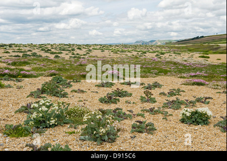 Meerkohl Crambe Maritima und Sparsamkeit, Armeria Maritima und andere Pflanzen blühen auf Schindel Chesil Beach in Dorset Stockfoto