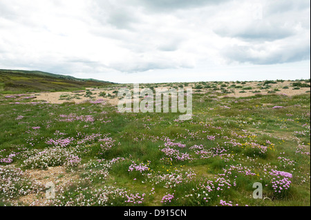 Meerkohl Crambe Maritima und Sparsamkeit, Armeria Maritima und andere Pflanzen blühen auf Schindel Chesil Beach in Dorset Stockfoto