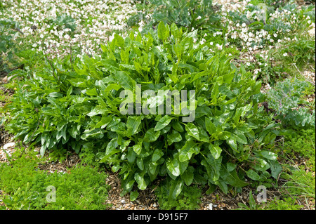 Wildrüben, Beta Vulgaris Ssp Maritima, Anlage auf Schindel Chesil Beach in Dorset Stockfoto