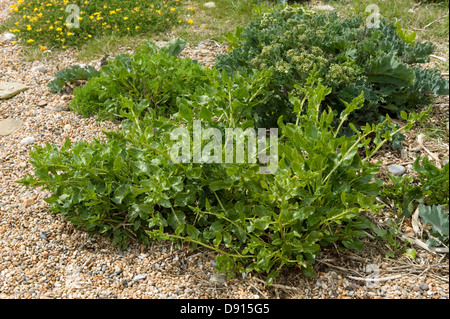 Wildrüben, Beta Vulgaris Ssp Maritima, blühende Pflanze auf Schindel Chesil Beach in Dorset Stockfoto